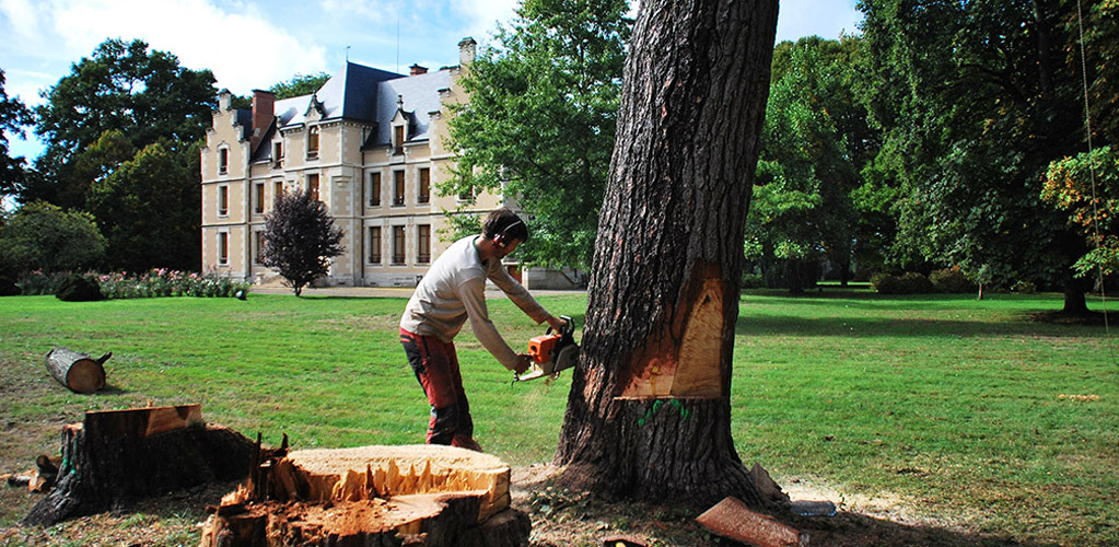 abattage arbre nevers