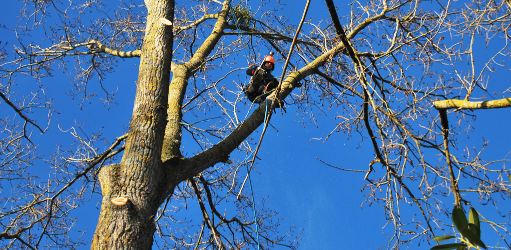 élagage arbre nevers Nièvre