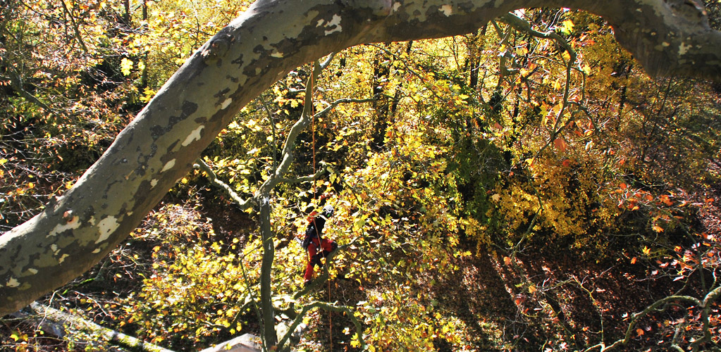 élagage arbre Nièvre entreprise