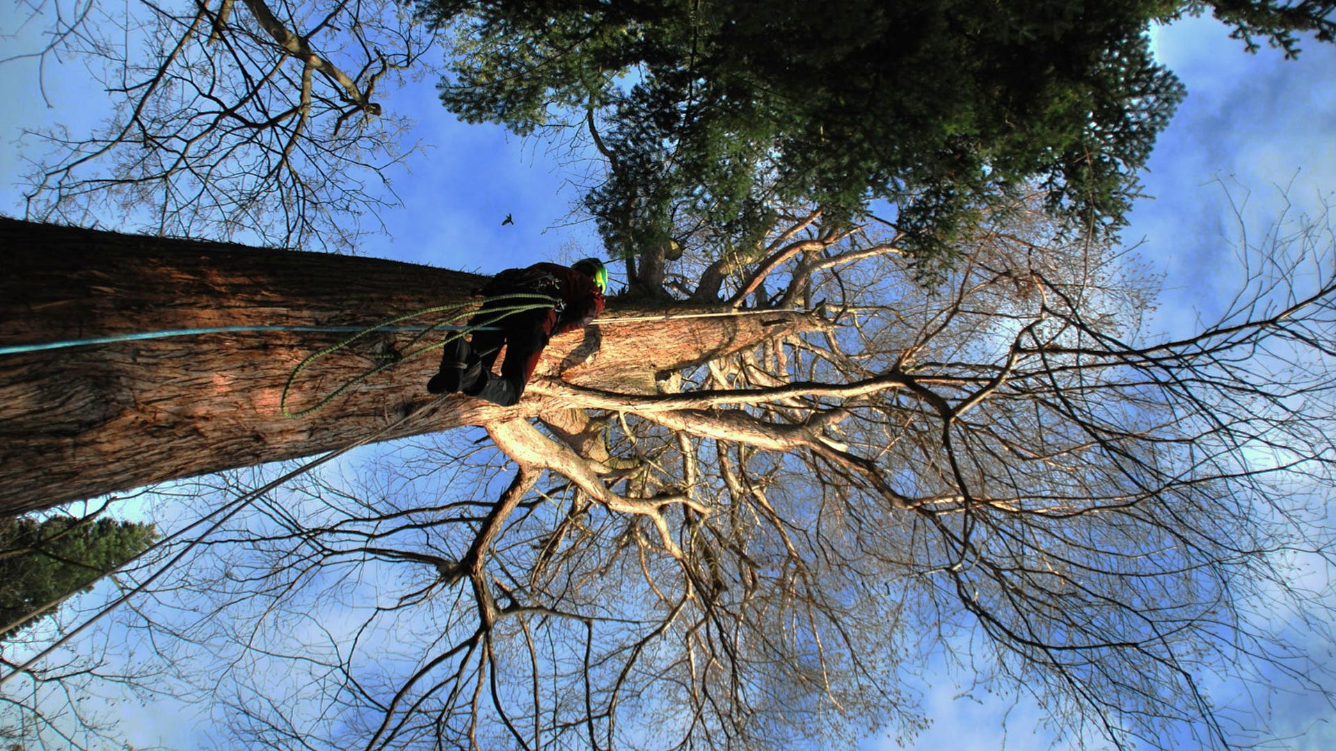 élagueur nevers Nièvre